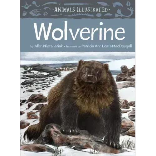 Animals Illustrated: Wolverine
