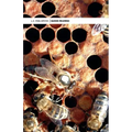 Queen Rearing