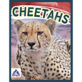 Cheetahs