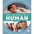 The Life Cycle of a Human
