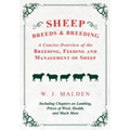 Sheep Breeds and Breeding - A Concise Overview of the Breeding, Feeding and Management of Sheep, Including Chapters on Lambing, Prices of Wool, Health