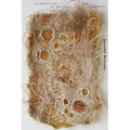 A Camouflage of Specimens and Garments