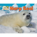 Harp Seal