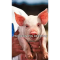 Modern Pig Keeping