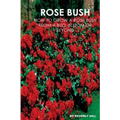 Rose Bush: Learn How To Grow A Rose Bush From A Bud, Bloom or Beyond