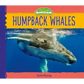 Humpback Whales