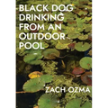 Black Dog Drinking from an Outdoor Pool