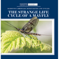 The Strange Life Cycle of a Mayfly