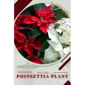 Poinsettia Plant: Plant Guide