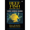 Reef Fish Identification: Florida Caribbean Bahamas