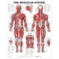 The Muscular System Anatomical Chart
