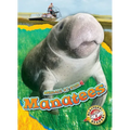 Manatees
