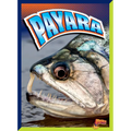 Payara