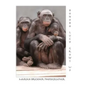 Bonobo Lucy Grows Up