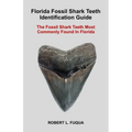 Florida Fossil Shark Teeth Identification Guide: The Fossil Shark Teeth Most Commonly Found In Florida