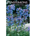 Penstemons