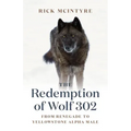 The Redemption of Wolf 302: From Renegade to Yellowstone Alpha Male