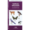 Tampa Bay Birds: A Folding Pocket Guide to Familiar Species
