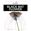 Black Bat Flower