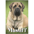 Mastiff: Dog breed overview and guide
