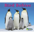 Bird Babies