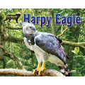 Harpy Eagle