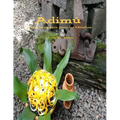 Adimu: Nuevas recetas para los Orishas