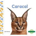 Caracal (Caracals)