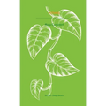 Pothos
