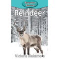 Reindeer