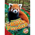 Red Pandas