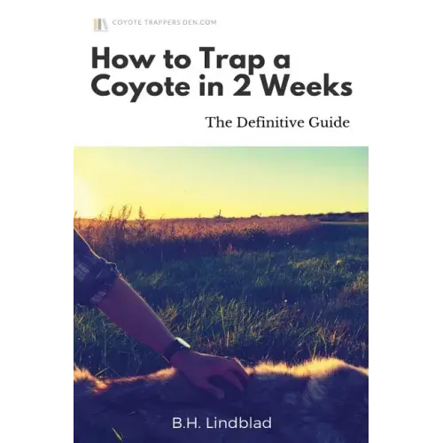 How To Trap a Coyote in 2 Weeks: The Definitive Guide