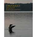 Ontario Wildlife Photography