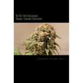 No Till, Fully Sustainable, Organic, Cannabis Cultivation: A Complete Guide For Complete Beginners!