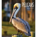 Pelicans