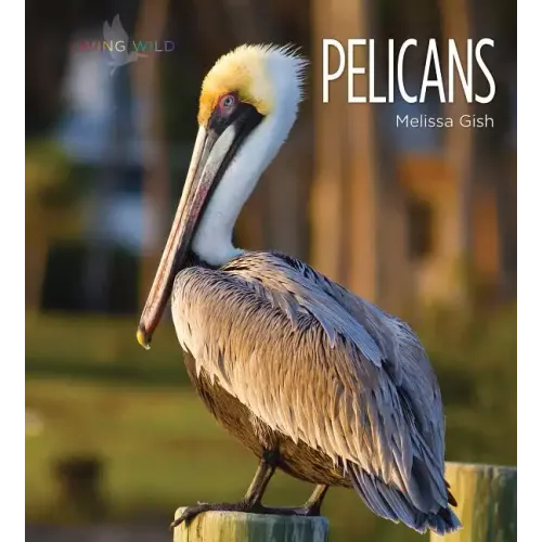 Pelicans