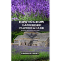 How to Grow Lavender Flower and Care: A Step by Step Guide