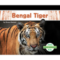 Bengal Tiger