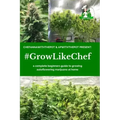 #Growlikechef: a complete beginners guide to growing autoflowering marijuana at home