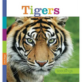 Tigers