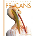 Pelicans
