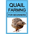 Quail Farming For Beginners