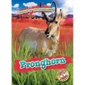 Pronghorn