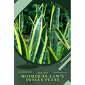 Mother-in-law's Tongue Plant: Plant Guide