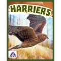 Harriers