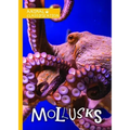 Mollusks