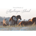 Natural Wonders of Assateague Island