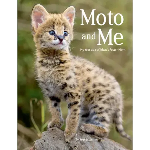 Moto and Me: My Year as a Wildcat's Foster Mom