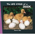 The Life Cycle of a Duck