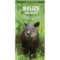 Belize Wildlife: A Folding Pocket Guide to Familiar Animals